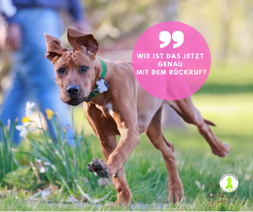 Rückruf