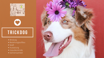 Trickdog